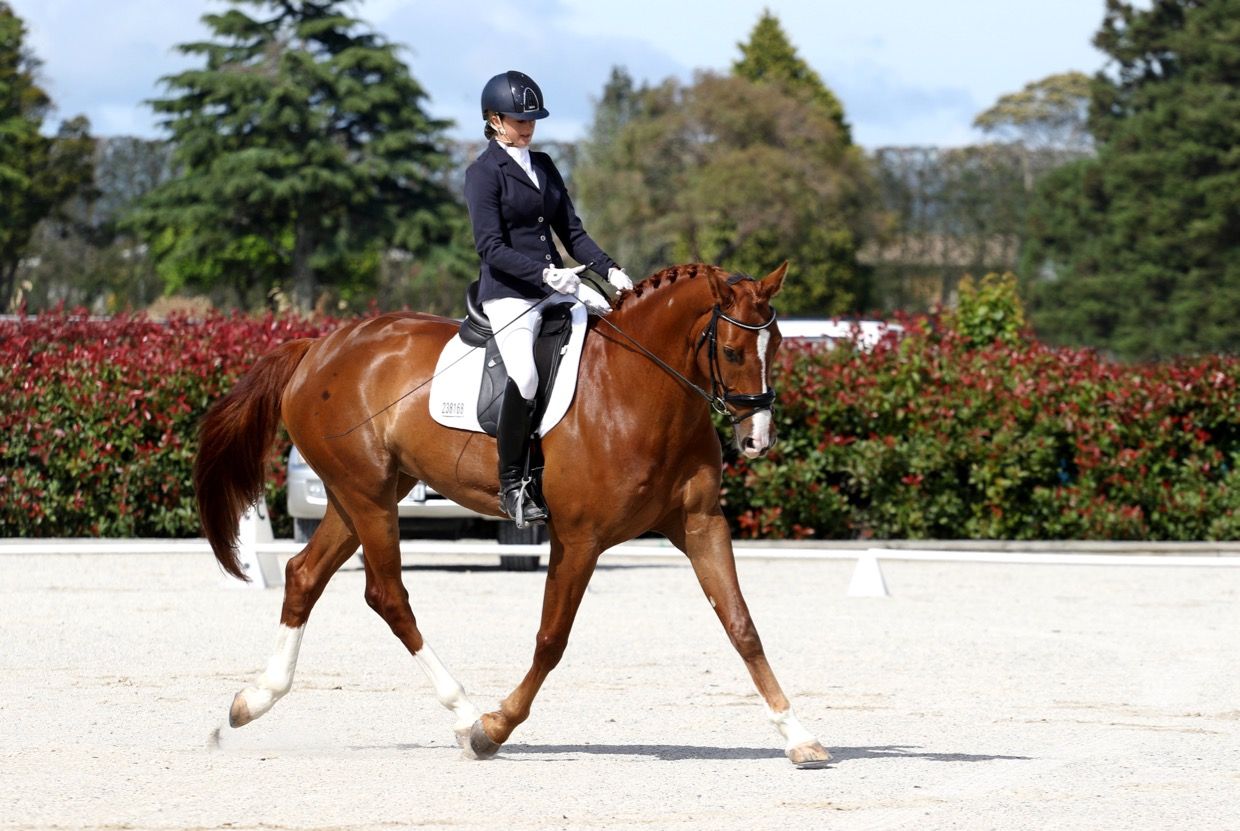 Chestnut dressage horse and rider