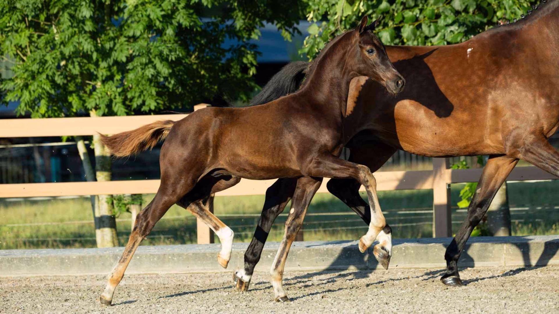 A foal trotting beside its mother