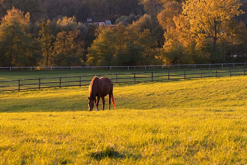 A horse grazing in a paddock at sunset