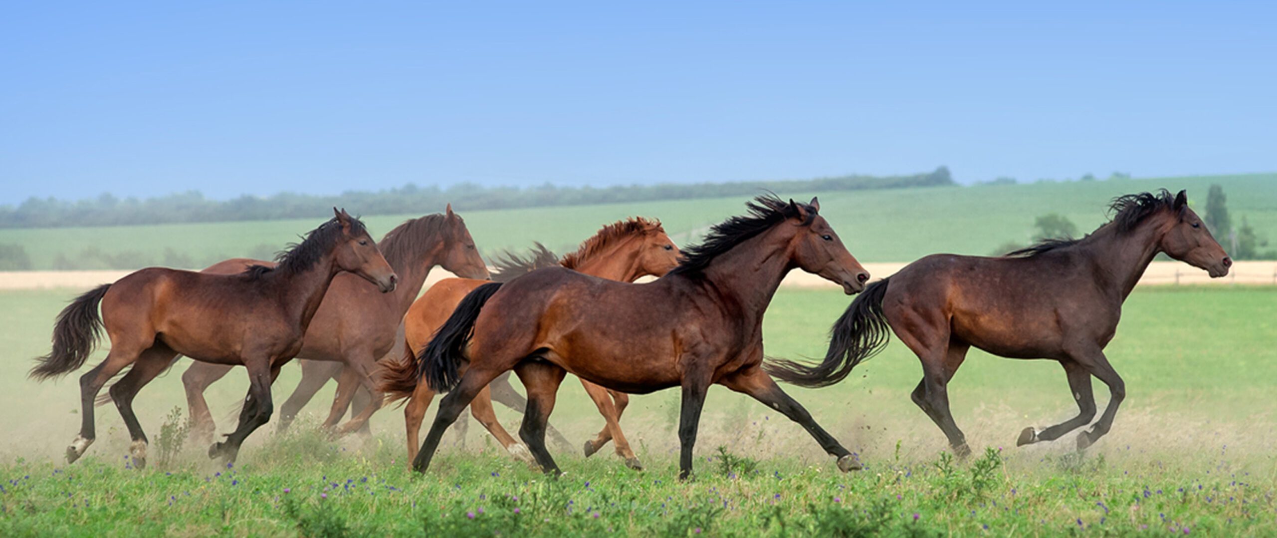 Horses running together across a green field